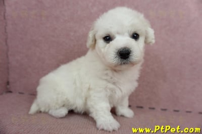 05/22比熊犬公幼犬3號(屏東鹽埔)4