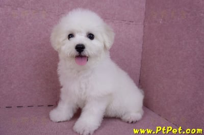 07/22比熊犬母幼犬(桃園中壢)9