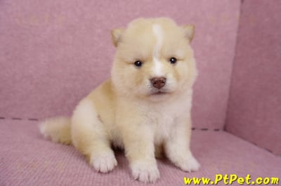 06/24白色柴犬母幼犬(桃園楊梅)4