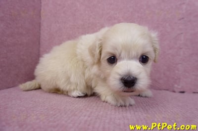 08/02奶油色馬爾泰迪公幼犬3號(嘉義朴子)5