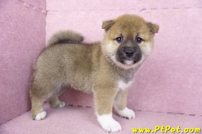 01/11赤色柴犬母幼犬(屏東竹田)6