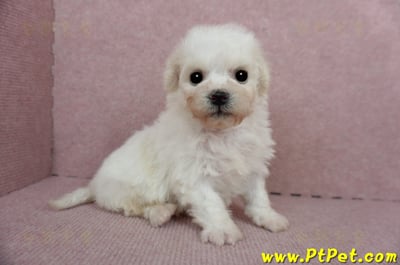 01/12比熊犬公幼犬(屏東市)7