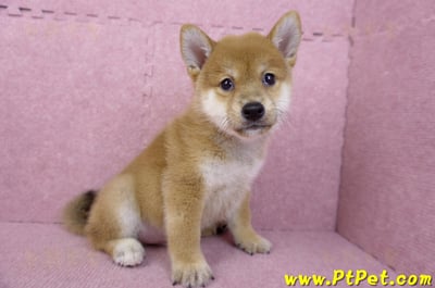 05/20赤色柴犬公幼犬6