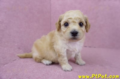 06/14泰迪比熊母幼犬(高雄楠梓)3