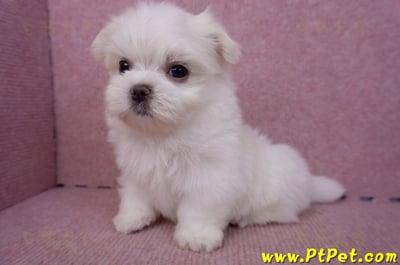 06/26迷你型馬爾濟斯公幼犬1號(台北南港)11