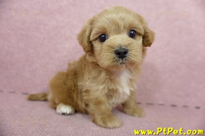 05/05奶油色馬爾泰迪公幼犬4號(屏東市)6