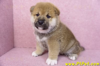 11/19赤色柴犬公幼犬2號(高雄三民)5