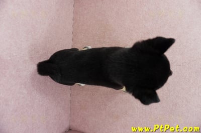 05/14黑色柴犬母幼犬2號(嘉義中埔)11