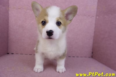 10/13雙色柯基犬母幼犬1號(台北大安)2