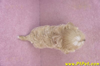 02/20馬爾泰迪母幼犬2號(高雄前鎮)11