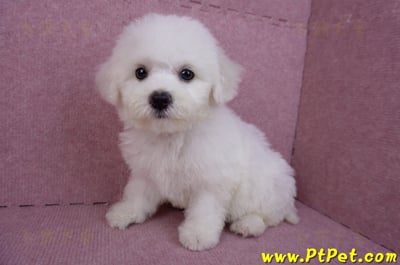 07/22比熊犬母幼犬2號(屏東新園)7