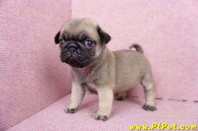 07/09巴哥公幼犬1號(台南關廟)7