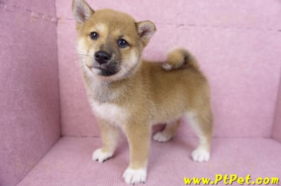 11/08赤色柴犬母幼犬(屏東九如)9