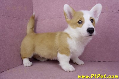 11/05雙色柯基犬公幼犬(新竹新豐)5