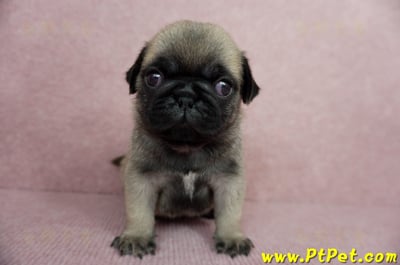 04/02巴哥公幼犬1號(桃園平鎮)3