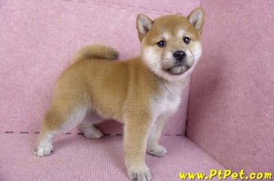 10/15赤色柴犬母幼犬(高雄苓雅)7