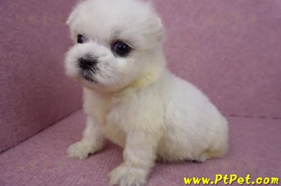 03/20馬爾濟斯公幼犬1號10