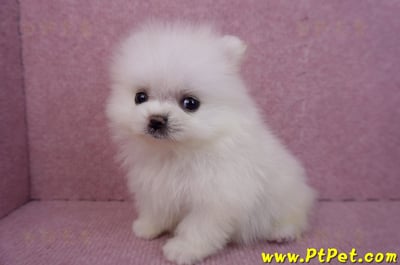 07/23迷你型松鼠白博美公幼犬(高雄鳳山)10