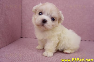 06/26迷你型馬爾濟斯 I 公幼犬2號(台中北屯)11