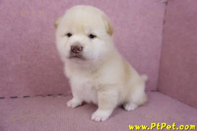 02/06白色柴犬公幼犬6