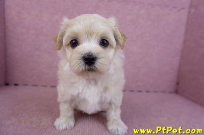 11/06馬爾泰迪公幼犬(屏東市)2