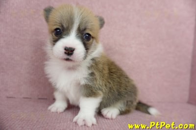 04/13雙色柯基犬母幼犬2號(台南東區)5