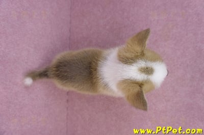 04/16雙色柯基犬公幼犬(高雄茄萣)12