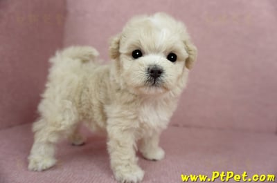 03/31奶油色馬爾泰迪母幼犬1號(基隆信義)9