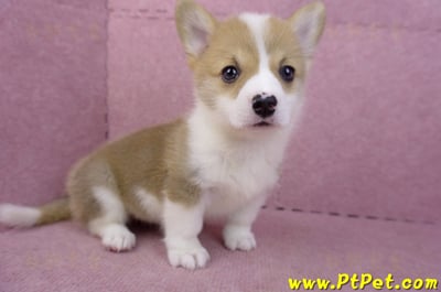 04/16雙色柯基犬母幼犬(桃園市)4