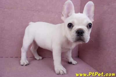 07/25奶油色法國鬥牛母幼犬(ASHTON, MD, USA)5
