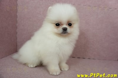 02/11迷你型松鼠白博美公幼犬(屏東里港)5