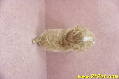 03/21奶油色馬爾泰迪公幼犬(桃園蘆竹)10