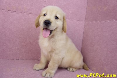 07/18黃金獵犬公幼犬1號(台北內湖)11