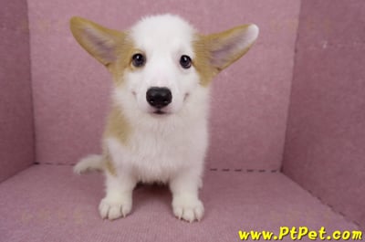 05/09雙色柯基犬母幼犬(台北萬華)3