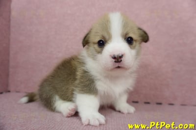 04/28雙色柯基犬公幼犬2號(高雄小港)4