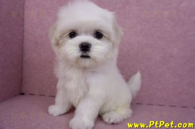 09/21馬爾濟斯母幼犬2號(南投名間)9