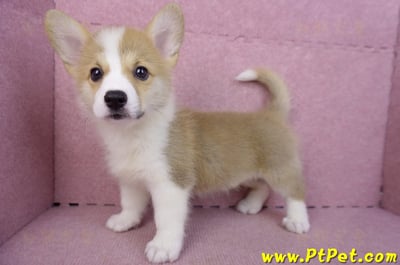 10/13雙色柯基犬母幼犬(雲林古坑)1