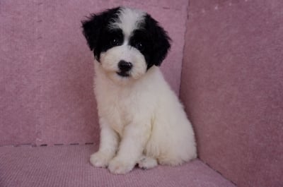 07/10迷你型花貴賓母幼犬(高雄楠梓)9