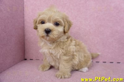 10/18馬爾泰迪母幼犬(高雄鼓山)10