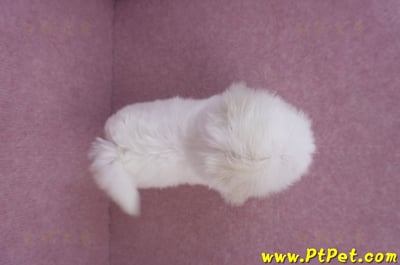 09/21馬爾濟斯母幼犬2號(南投名間)11