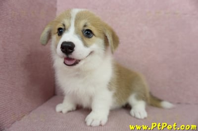 02/09雙色柯基犬母幼犬(屏東九如)12