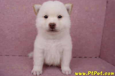 06/14白色柴犬公幼犬1號(屏東潮州)2