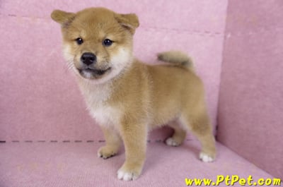 10/15赤色柴犬公幼犬(高雄前金)8