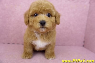 08/10泰迪比熊公幼犬4號(高雄苓雅)1