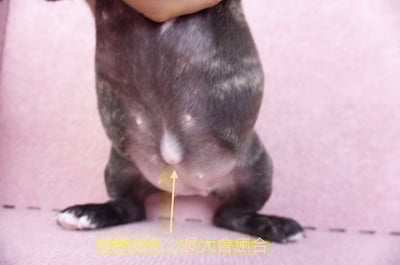 09/18虎斑色法國鬥牛母幼犬1號(屏東泰武)13