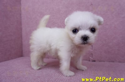 07/26迷你型馬爾濟斯 I 母幼犬(高雄大社)4