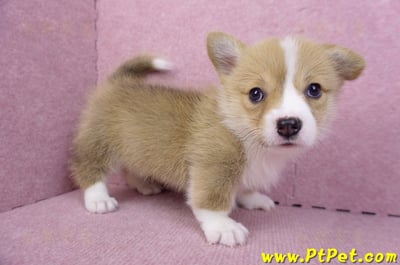 08/05雙色柯基犬母幼犬2號(屏東市)3