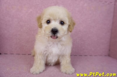 09/23泰迪比熊母幼犬(高雄鳳山)4