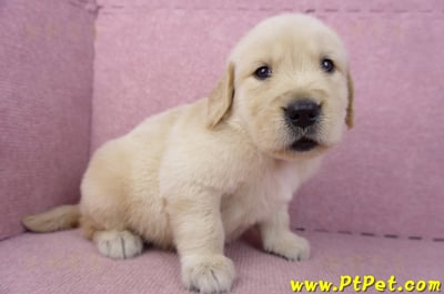 03/12黃金獵犬公幼犬2號1