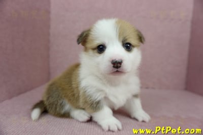 01/25雙色柯基犬母幼犬(宜蘭冬山)2